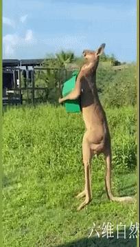 美国动物园内一袋鼠用尾巴站立,世界上最强壮的一只袋鼠