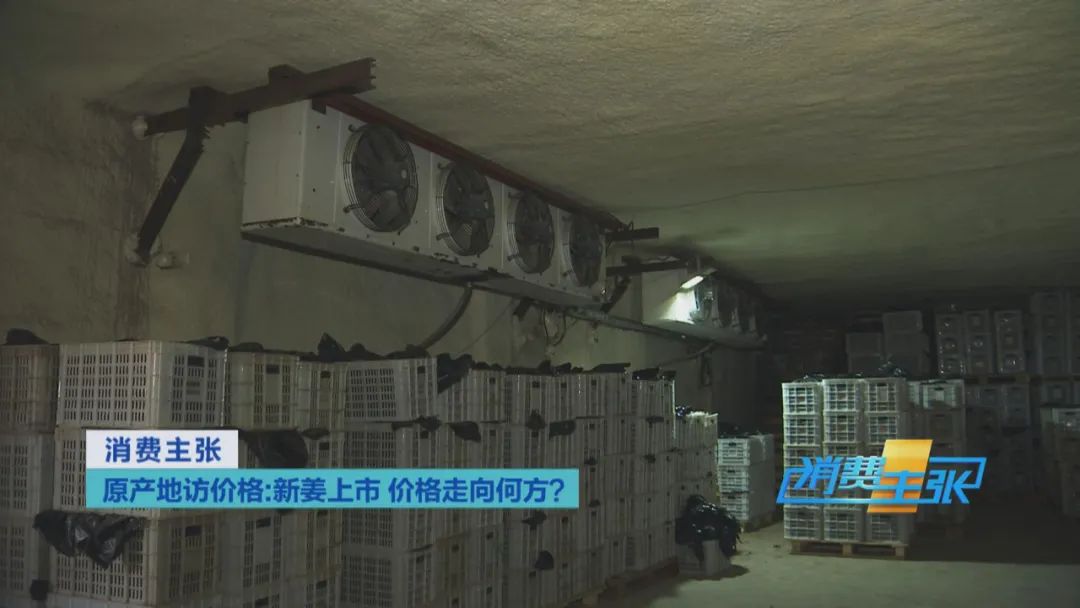 大量精品生姜出售,今日鲜姜收购价格