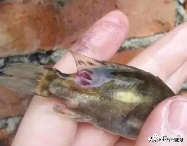 桂花鱼烂鳃怎样治,桂花鱼烂身怎么处理