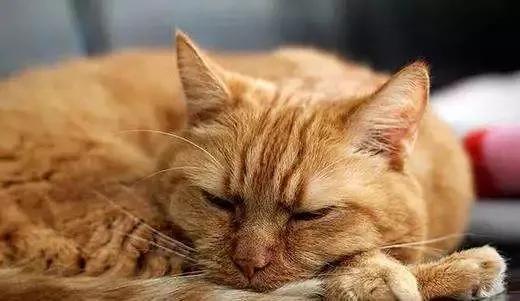 给猫绝育被人说残忍,猫咪绝育对猫咪真的好