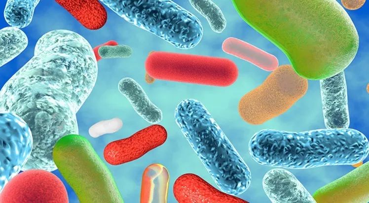 瑞士乳双歧杆菌的作用,罗伊氏乳杆菌和瑞士乳杆菌