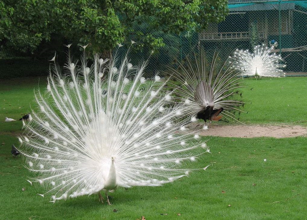 孔雀舞一分钟,一分钟的时间舞蹈