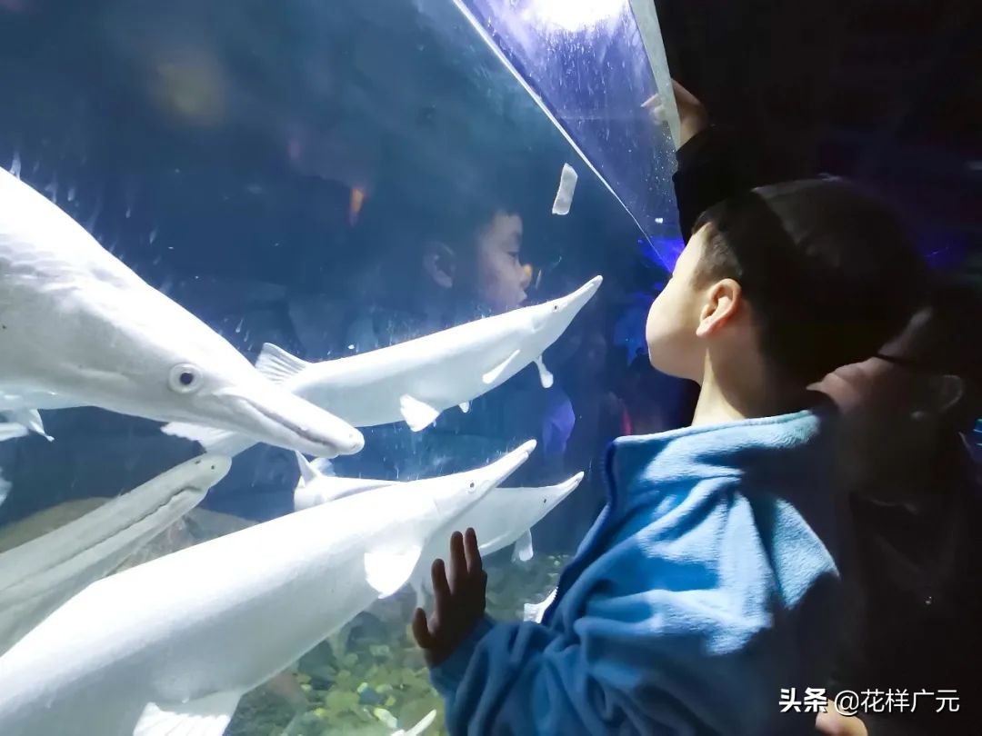 十大凶猛的淡水鱼鳄雀鳝,十大凶猛淡水鱼鳄雀鳝