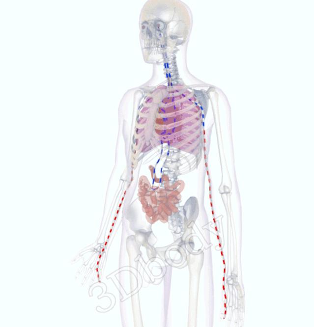 最新经络图精美3d动态循行图,经络3d动态循行图怎样制作