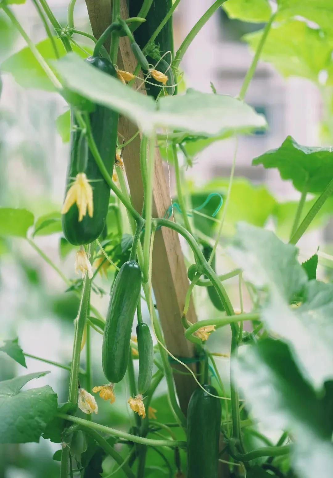 适合懒人家庭种菜100种,家里种菜这3种就够了