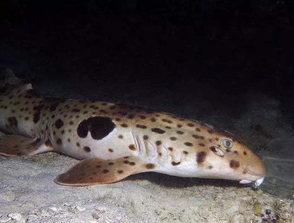 fot海水观赏鱼,fot鱼品种