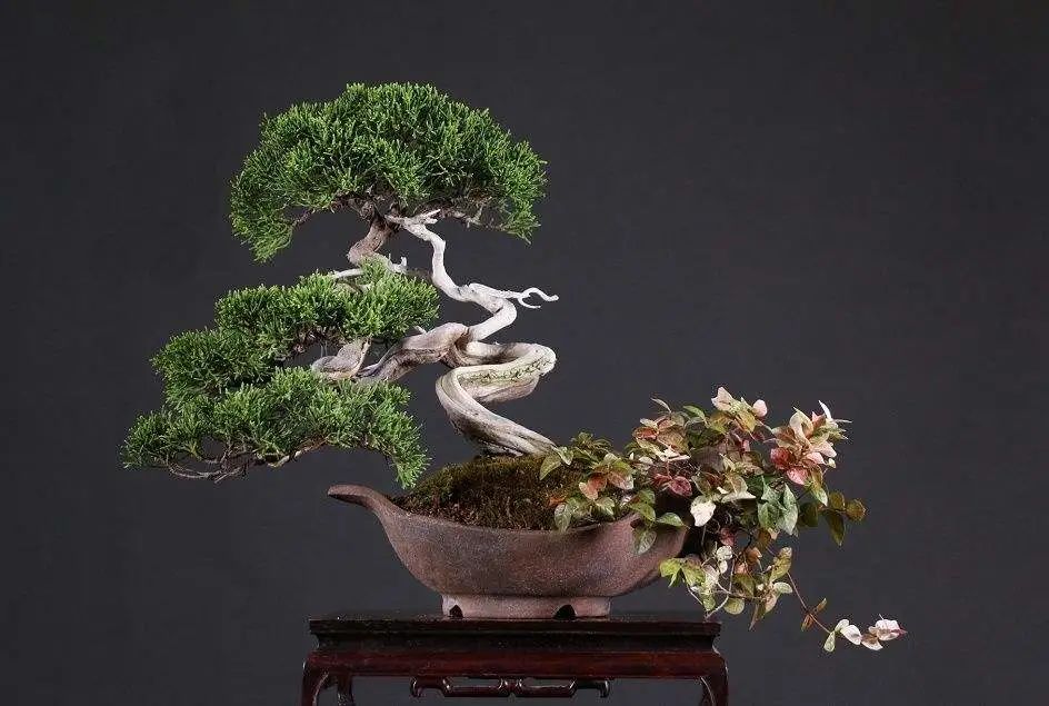 盆景素材十大排名 (什么盆景素材最好)