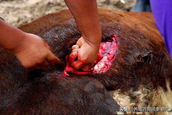 母牛常见问题,母牛常见病及防治方法