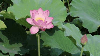 苏州赏荷花地方,美翻南湖景区