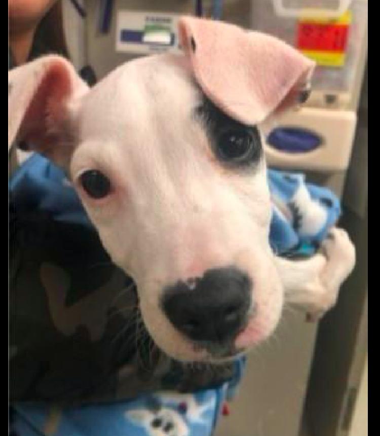 狗狗长太快前腿突然瘸了,狗狗天生少一只腿