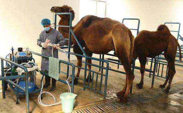 神奇的驼奶粉,神奇的驼奶央视报道