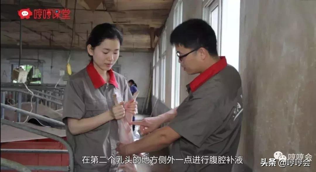 猪腹腔补液方法,腹腔补液视频教程