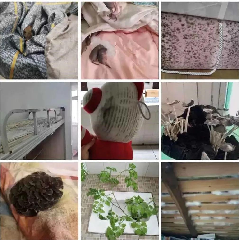 被子潮湿发霉最快解决方法,宿舍被子受潮发霉怎么办