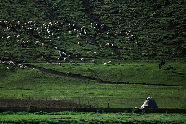 六月底的伊犁雪山,5月的伊犁草原