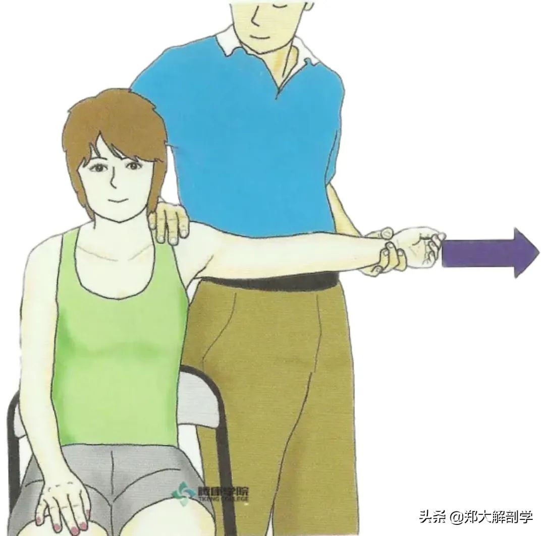 肩关节水平屈可以锻炼胸大肌吗,肩关节运动锻炼胸大肌