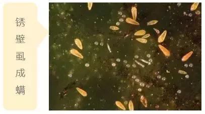 2021年柑橘锈壁虱什么时候适合打,锈壁虱病症特点