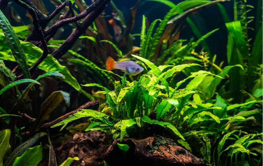 新手玩草缸好吗,想玩草缸怎么选水草