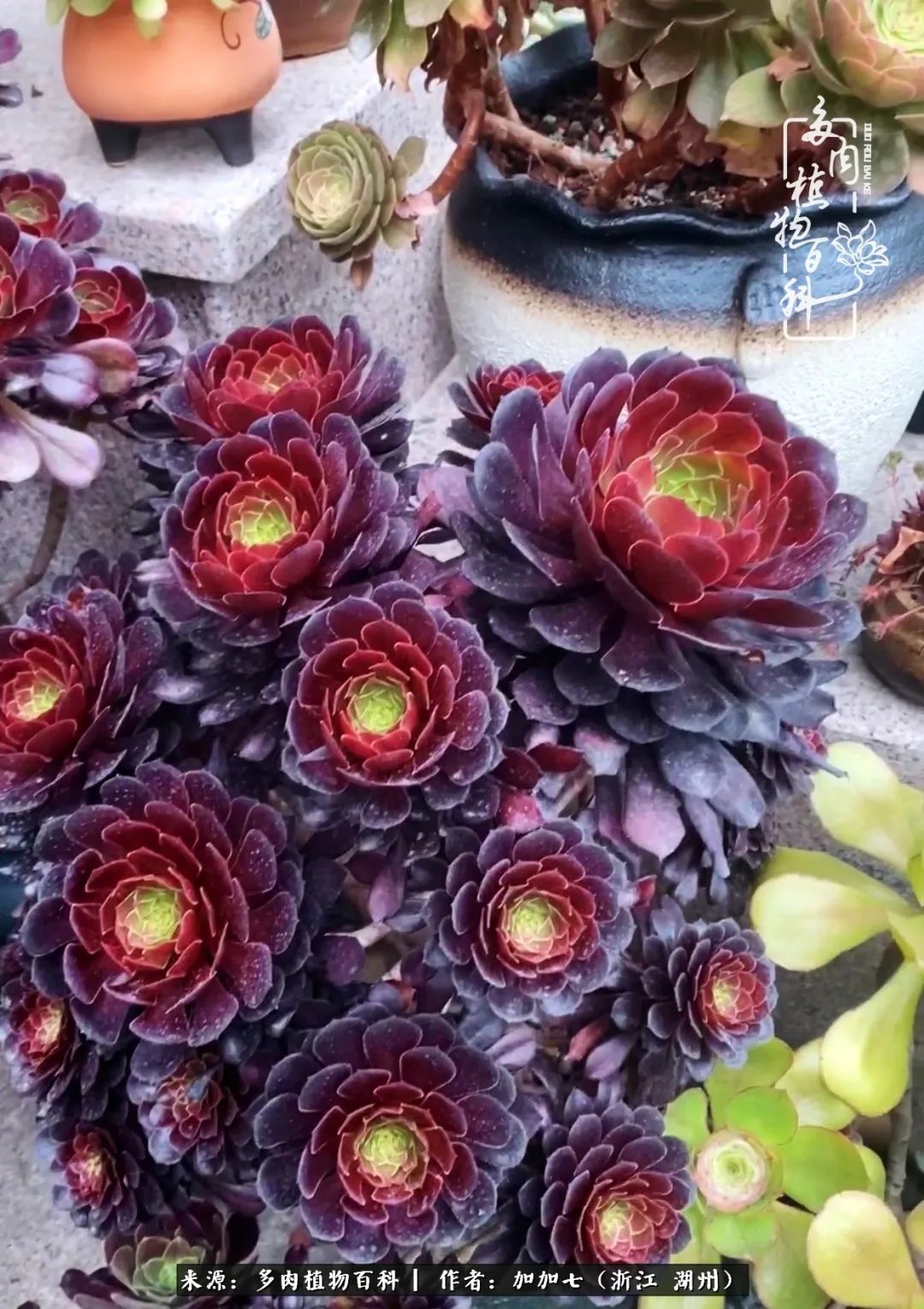 没根的法师夏天怎么养,五法师阵容