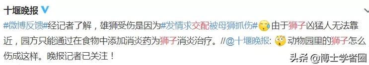 母狮一天发情40次,还追着公狮咬蛋蛋?根本不是这样啊....