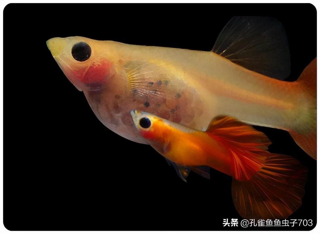 孔雀鱼都是怎么交配的？