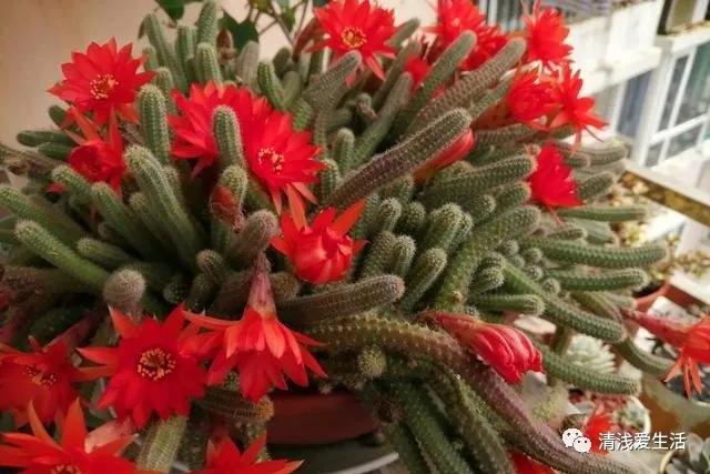 花13元多新入了一盆白檀毛毛虫，拆快递很满意，打开后很无奈