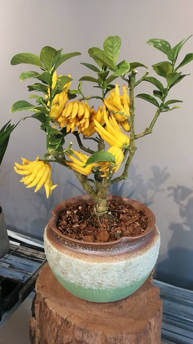 佛手树桩盆景制作教程,佛手盆栽制作方法