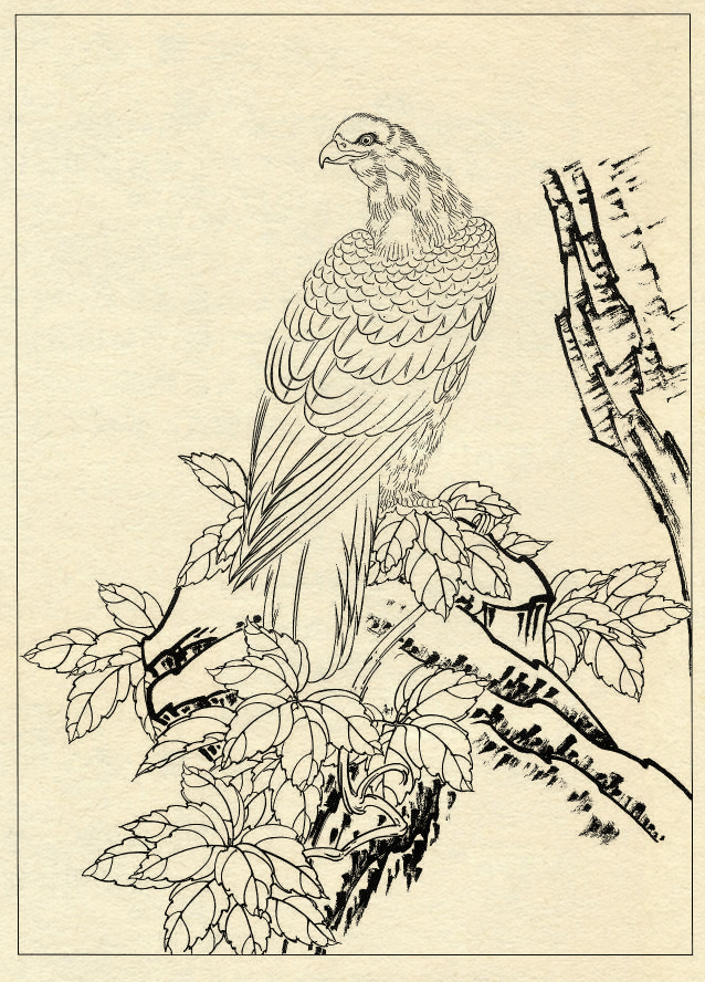 白描鹰技法基础入门,工笔画素材白描鹰图漂亮