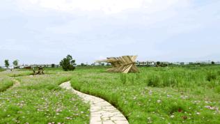 双流哪里可以赏花看飞机,双流附近赏花攻略路线