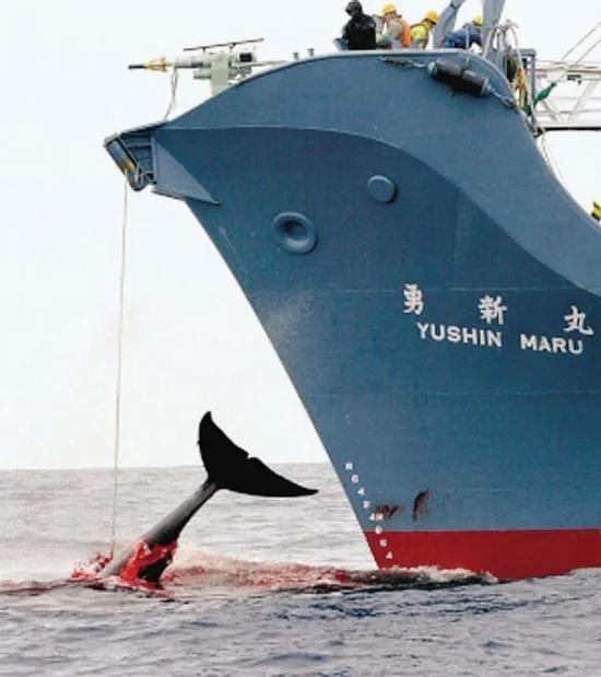 为什么要捕杀鲸鱼?日本人:不是为了吃,这是传统文化