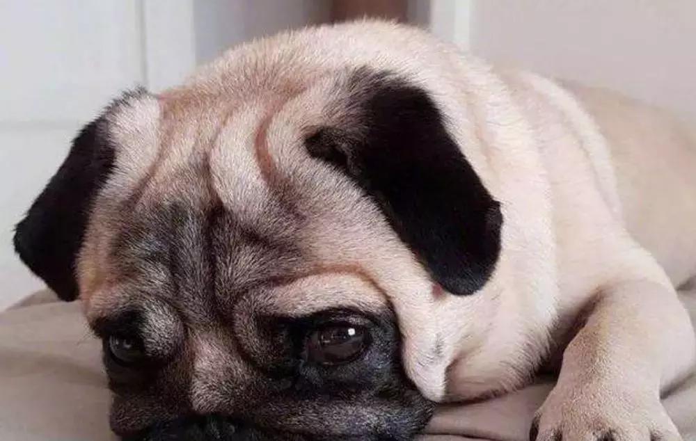 狗狗随地大小便如何惩罚,狗狗尿错了怎么惩罚它