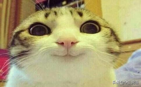 十只网红猫哪个最适合你养,各大网红猫都是什么品种