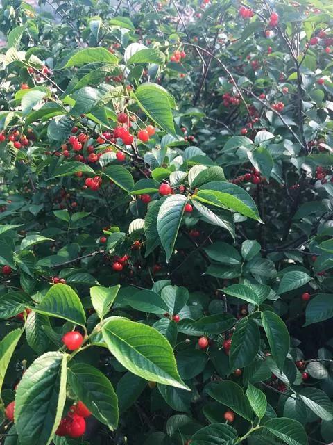 崂山的樱桃几月摘,崂山红樱桃与玛瑙红