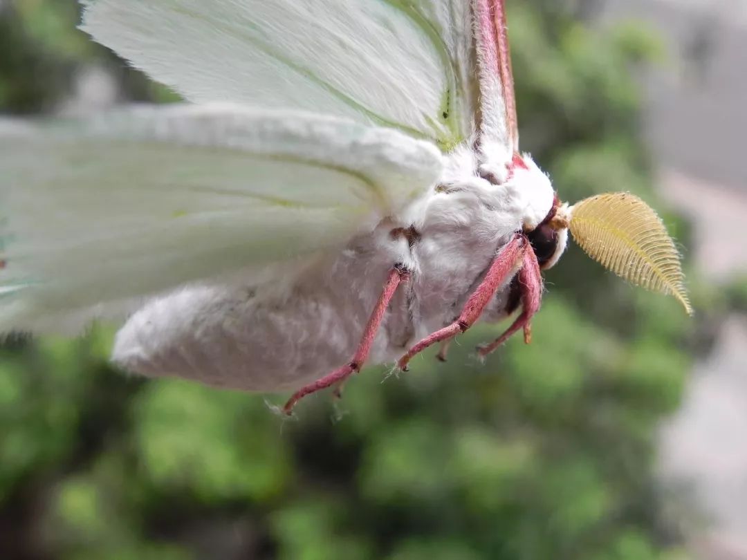 传说中的蛊虫真的有吗,传说中的扑棱蛾子