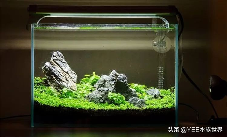 超白缸的优点和缺点,超白缸优点