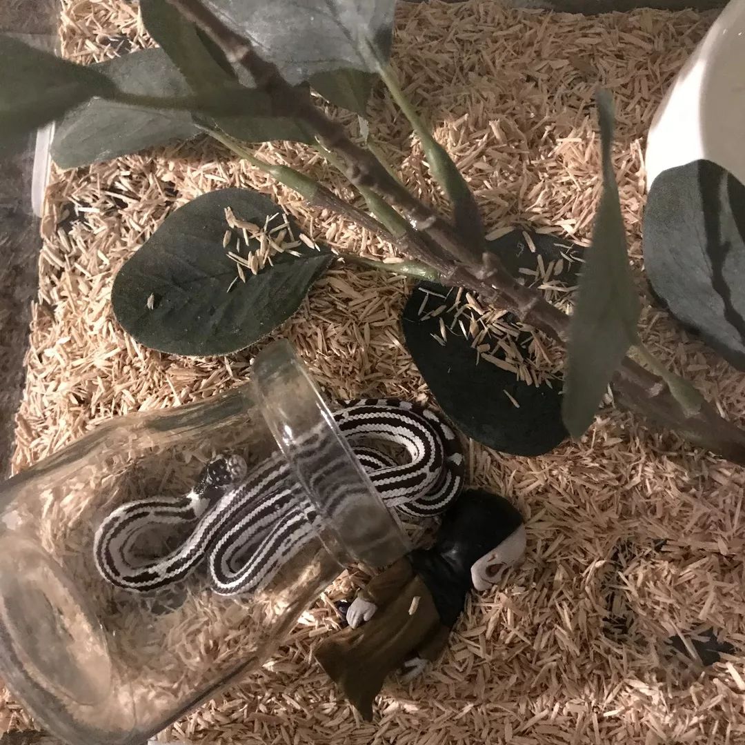 一只鸭子一万五元,一只鸭子一万多