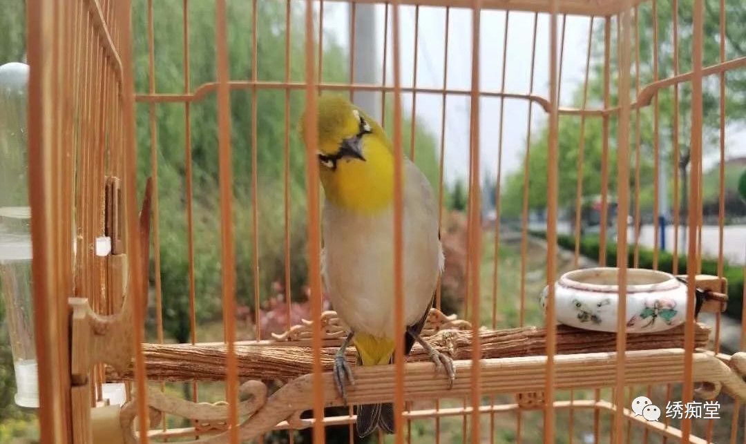 怎样和鸟交流沟通,与鸟沟通的话