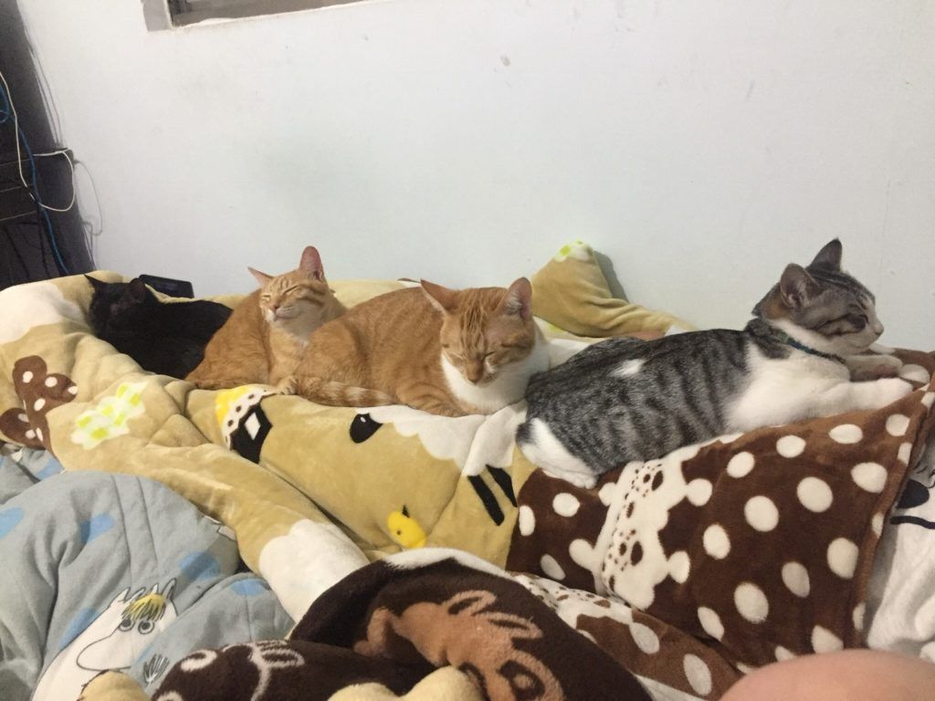 猫奴十三介绍猫粮,猫奴无谷猫粮