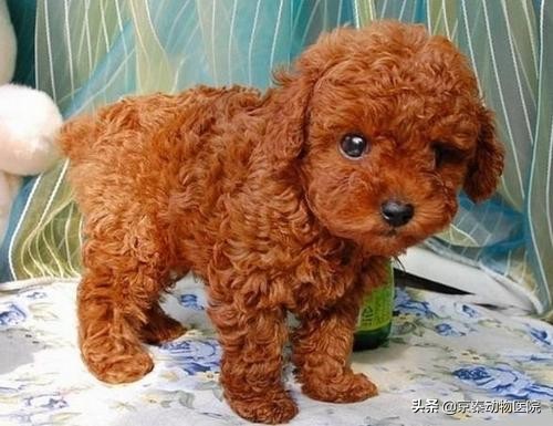 健康的泰迪犬都有哪些特别的表现,泰迪犬缺乏维生素是什么症状