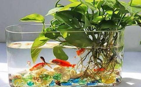 水培绿萝养殖方法的注意事项,水培绿萝怎么修剪根须