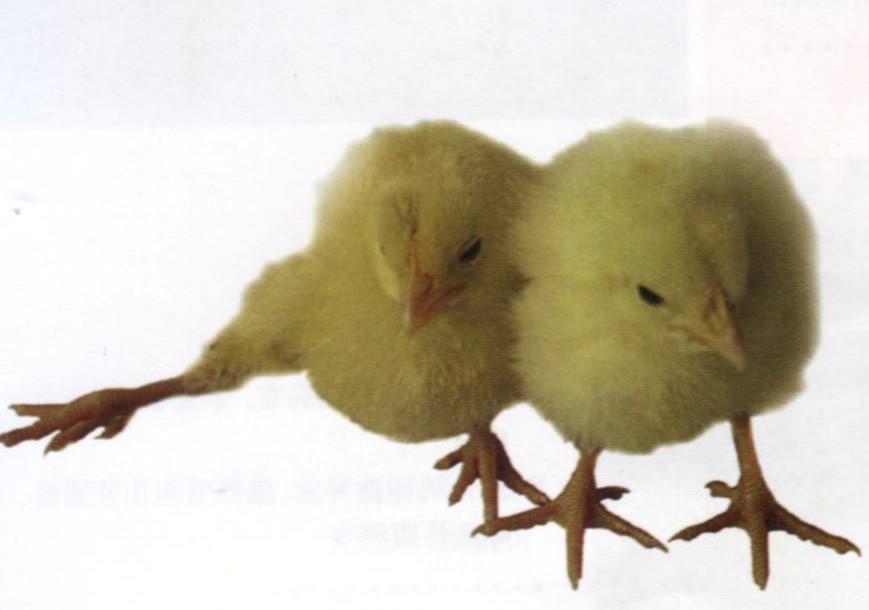 鸡滑膜炎最好的治疗方法,鸡的脚瘸什么病