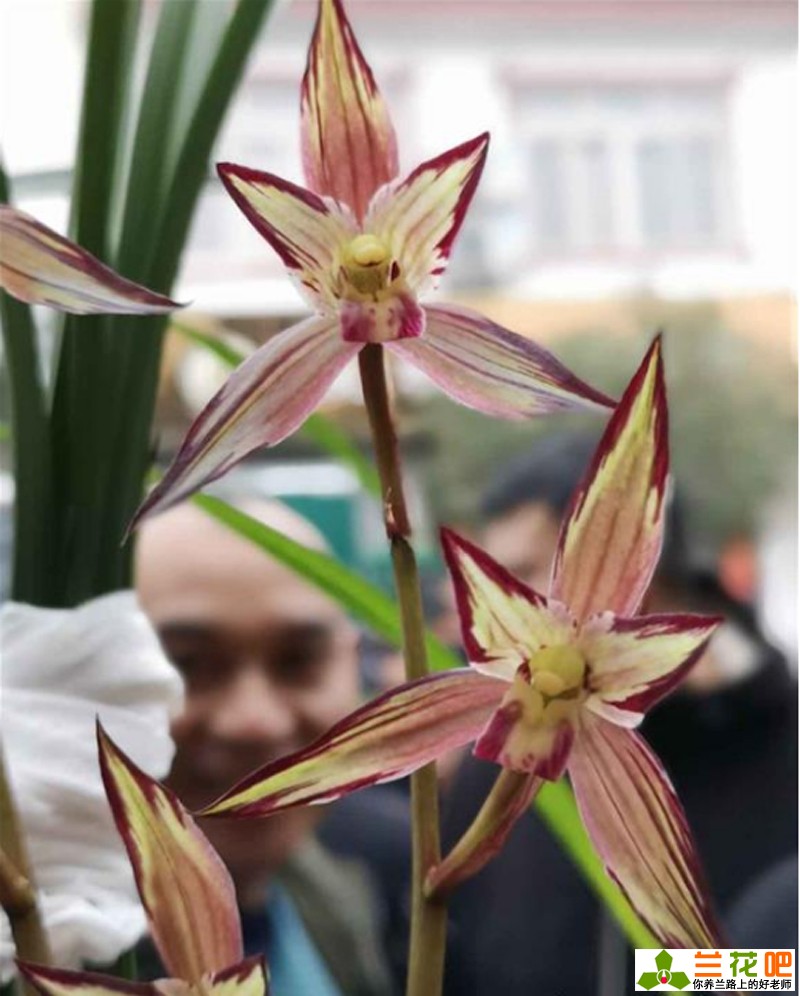 兰花赚钱不,兰花赚钱