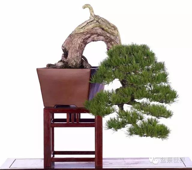 松树盆景经典大片,大斜杆式盆景得金奖作品松树