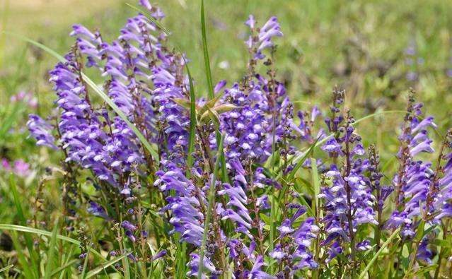 农村的野花野草哪几种可以吃,常见的野花野草却是农家之宝