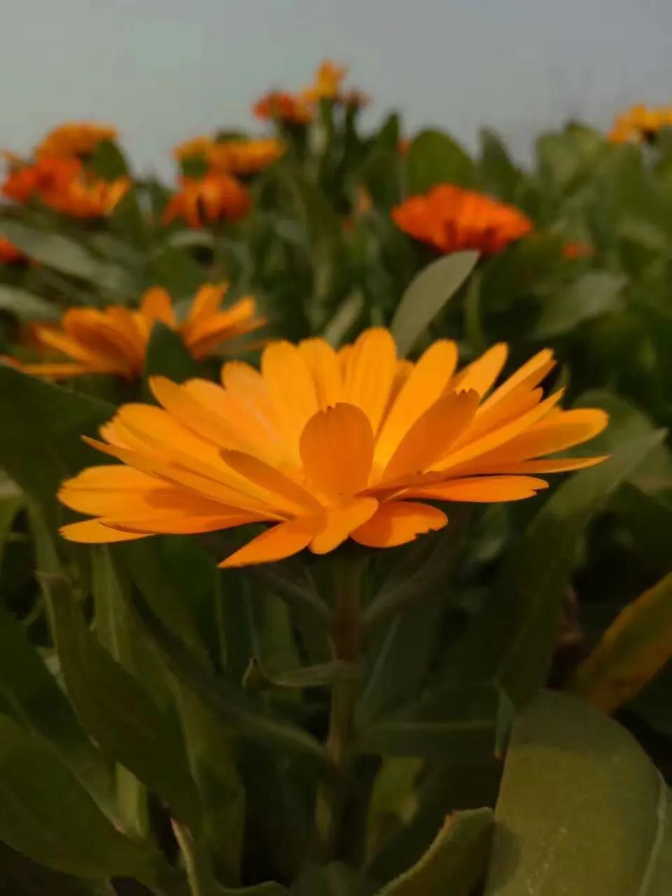 一片花怎么拍出花海的感觉,该怎么拍出花海的感觉好看