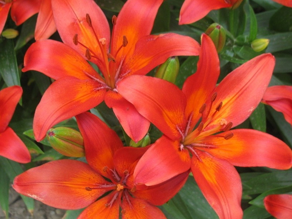 百合常见病害防治措施,百合病害图普及防治方法