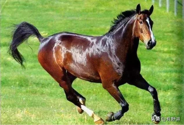 揭秘汗血宝马,世界上真实的汗血宝马