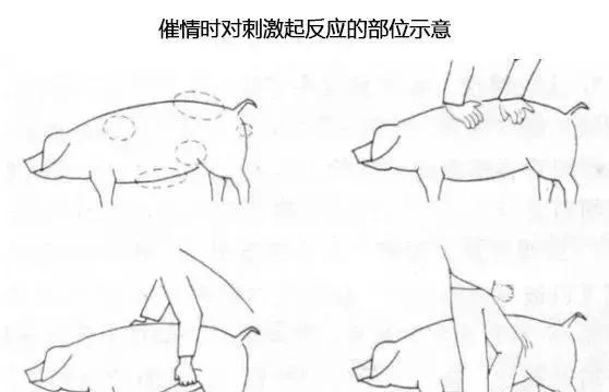 养猪怎么让猪怀孕,养猪方法母猪下奶