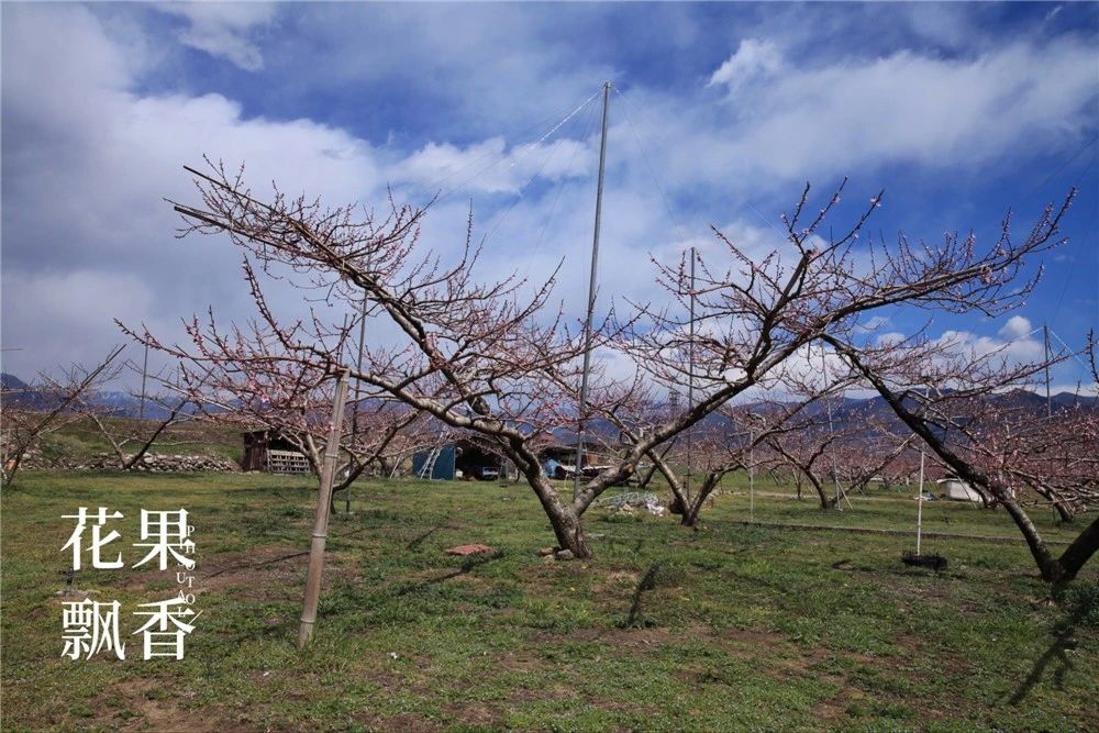 原来，日本果业是一个精致的、被JA溺宠的“老宅男”