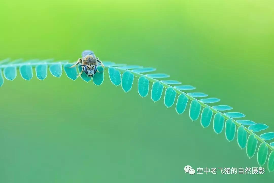 奥林巴斯12-100pro参数,奥林巴斯12-100pro镜头测评