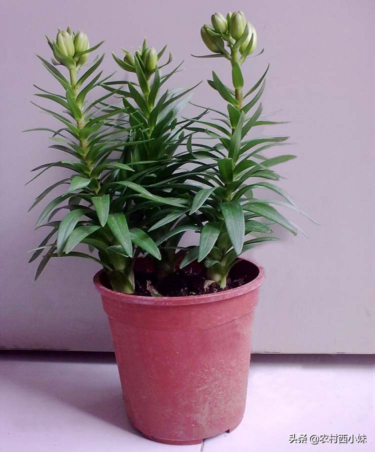 香水百合怎么养才能开花多,养香水百合的技巧与方法